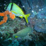 SeaLife DC1400